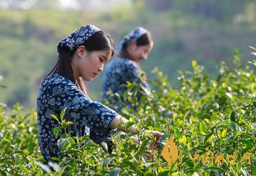 秋茶和春茶的區(qū)別 秋茶和春茶哪個好喝