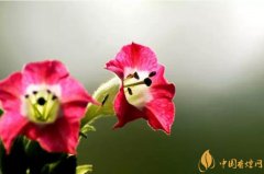 煙草花花語(yǔ)是什么煙草花什么時(shí)候開花