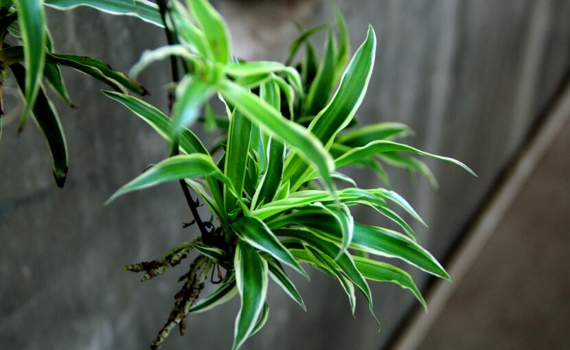 凈化空氣的室內(nèi)植物排名 凈化空氣最好的植物文竹